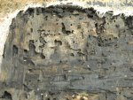 termites.jpg