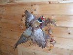 New Pheasant 2.jpg
