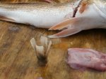 Red Fish With a shot gun shell in its gut 002.jpg