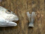 Red Fish With a shot gun shell in its gut 003.jpg