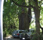 BC Tree 1B.jpg