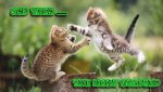 fight started.jpg