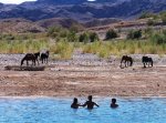 Bonelli horses June 2009.jpg