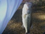 bass1.jpg