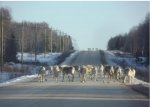 caribou 4 feb.jpg