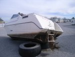stingray1.JPG