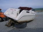 stingray2.JPG