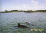 DOLPHINS jpeg.jpg