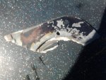 IMG_20120613_153909.jpg
