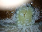 my latest iphone 3g pics 011.jpg