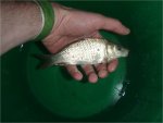 svendsen_carp.jpg