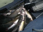 8 fish.jpg