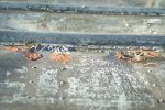 _DSC0155.jpg