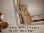 Mousecat.jpg
