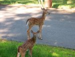 Bambi's.jpg small.jpg