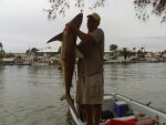 80lbBlackTip.jpg