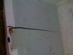 Sears Boat 001.jpg