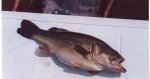 bass1.jpg