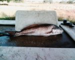 36 inch Red 13.14 pounds November 3,2008.jpg