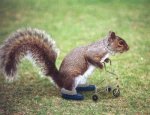 FLSquirrel.jpg
