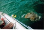 stingray.jpg