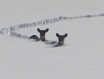deer.jpg