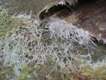 IMG_0274.jpg