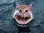 Catfish.jpg