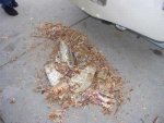 small rot problem.JPG