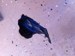 Gear Oil ?.JPG
