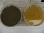 oil color 3.JPG
