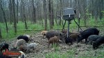 pigs.JPG