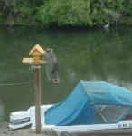 racoon3.JPG
