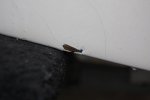 DSC_0084.jpg