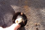9_shroom_remnants.JPG
