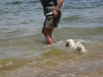 Rascal swimming after Paula.jpg