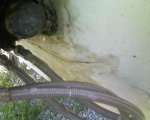 small Photo_072709_003.JPG