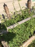tomatoes062319.1.jpg