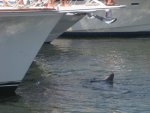 shark1.jpg