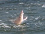 shark2.jpg