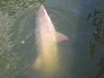 shark5.jpg