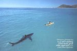 Shark.jpg