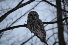 IMG_3379.JPG