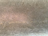 IMG_7281.jpeg