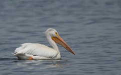 DSC_0004_515.JPG