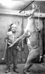 deer_small.jpg