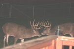 deer 024.jpg
