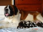 11-06-04chu-can-lul-pups 001.JPG