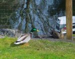 Ducks.JPG