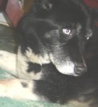 Copy of magazinepup.jpg